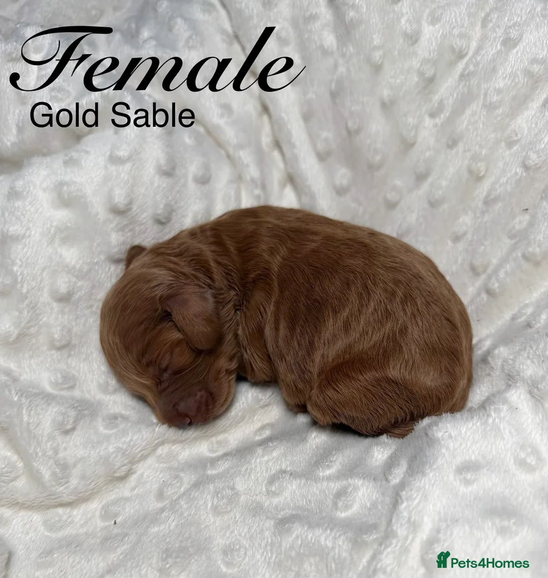Cocker Spaniel dogs for sale: RARE SABLE KC health tested show cocker puppies - Advert 6