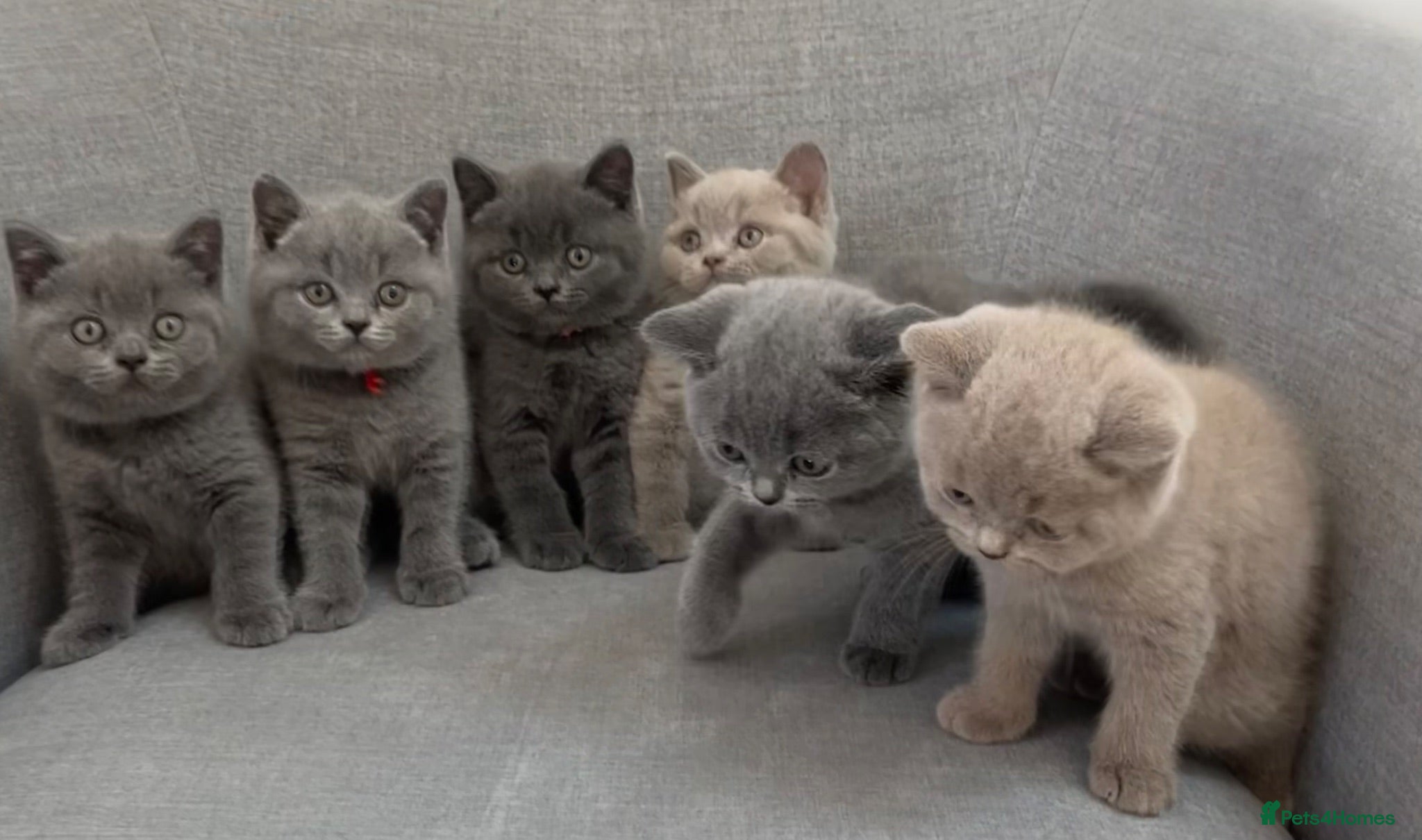 British Shorthair cats 🐾Beautiful British Shorthair Kittens🐾 - Advert 1