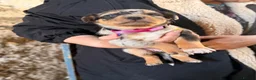 Mixed Breed dogs for sale: 4 x female kelpie/australian cattle dog cross  - Advert 9