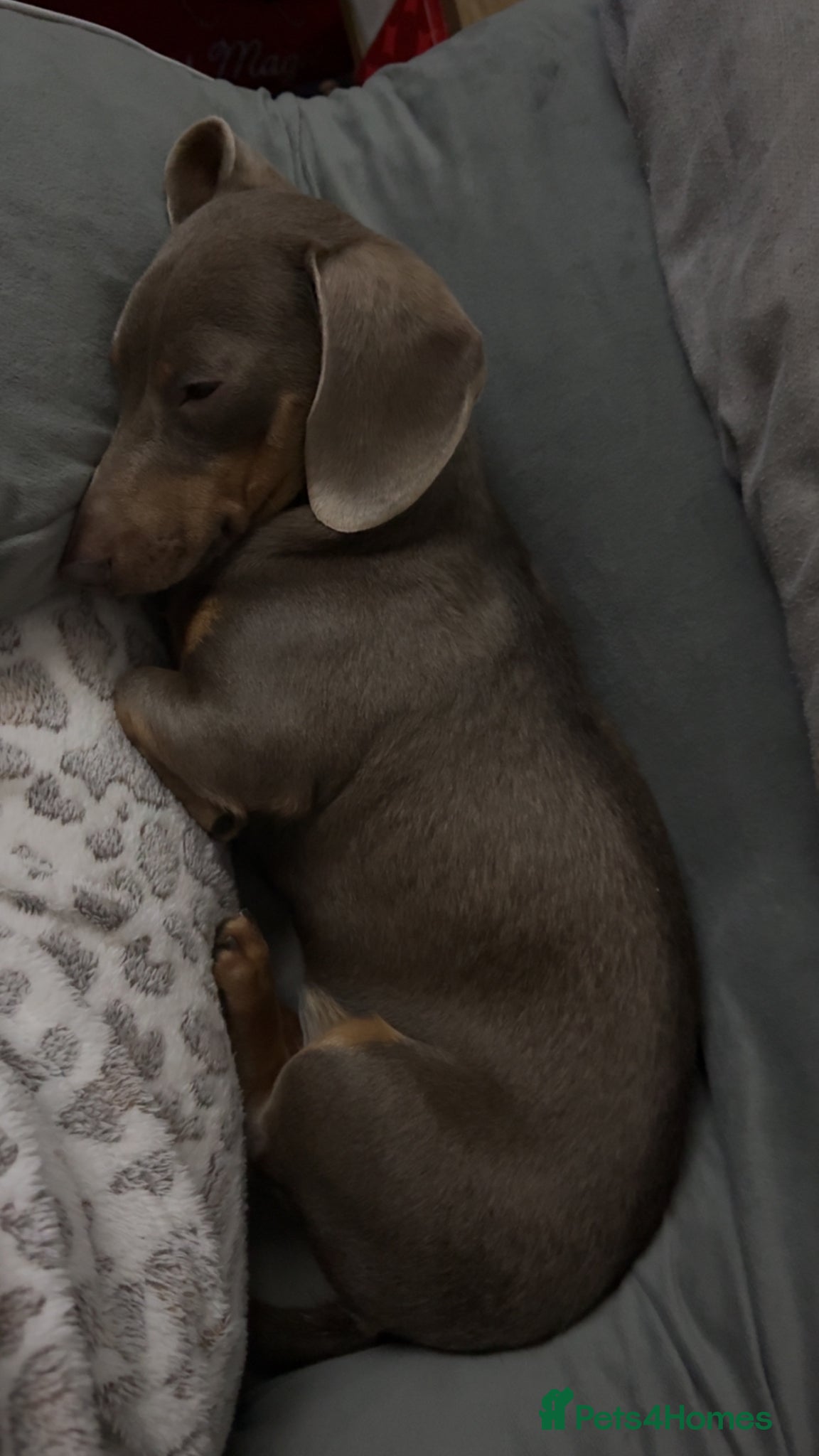 Miniature Dachshund dogs for stud: KC Registered Isabella & Tan Stud in Keighley - Advert 5