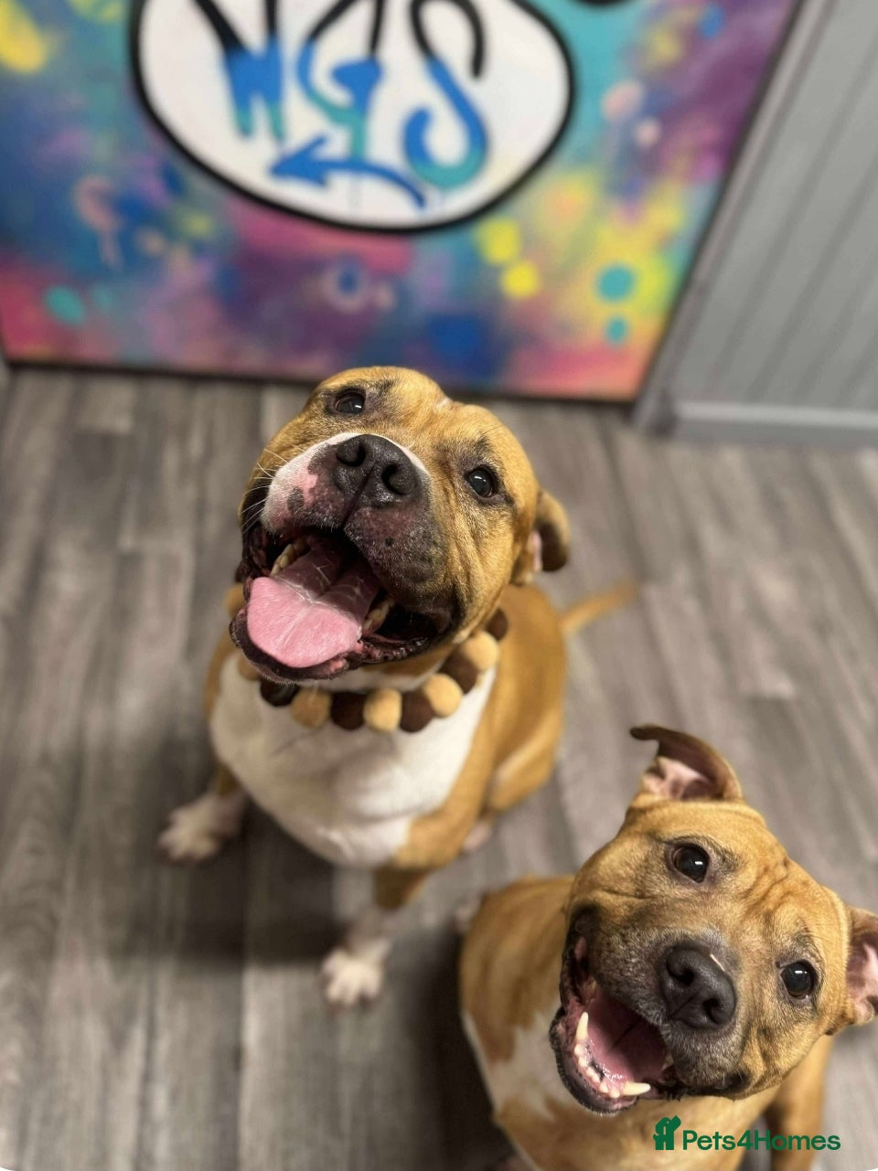 American Bully dogs Rehoming my male (4) and female (5) - Advert 22