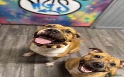 American Bully dogs for sale: Rehoming my male (4) and female (5) - Image 1