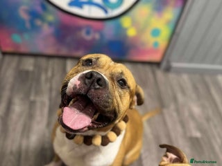 American Bully dogs - Advert 1