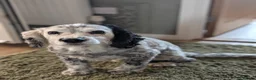 Cocker Spaniel dogs for sale: Cocker Spaniel Cross For Rehoming  in Stowmarket - Advert 3