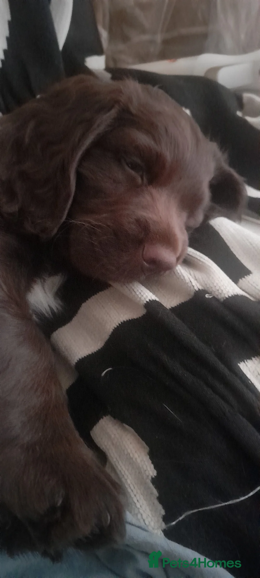 Sprocker dogs for sale: Beautiful Chocolate Sprocker  - Advert 3