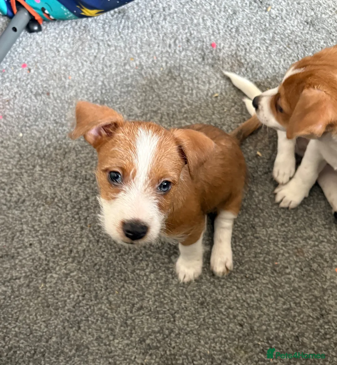 Mixed Breed dogs for sale: Jack Russell x puppies for sale  - Advert 1