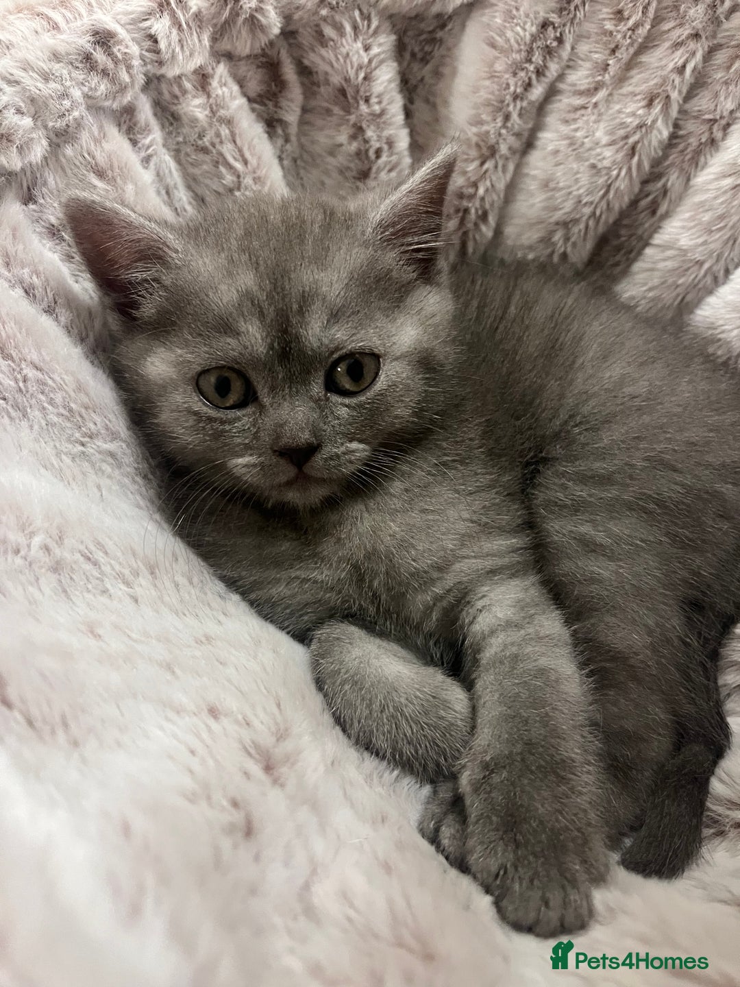 British Shorthair cats for sale: Beautiful BSH kittens, 1 girl, 1 boy available  - Advert 4