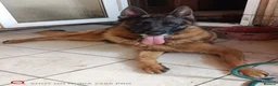 German Shepherd dogs for sale: Sheperd germany puppy - Advert 7
