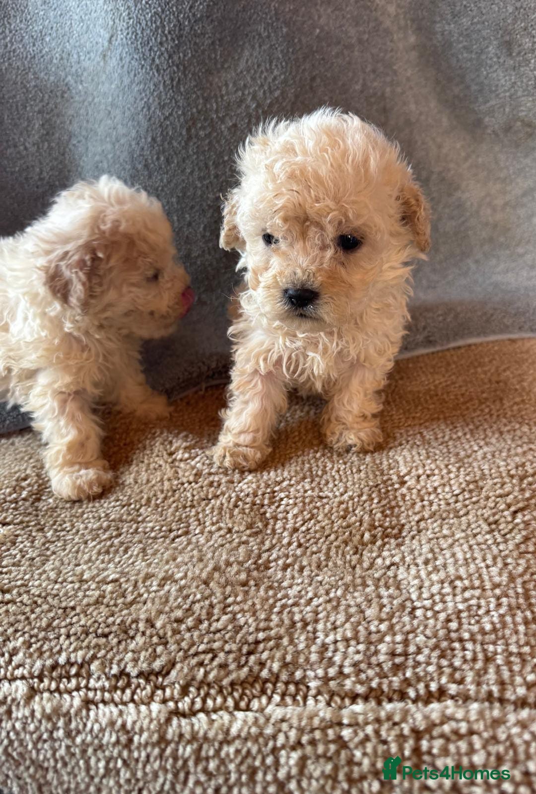 Cavapoo dogs for sale: Cavapoo puppies for sale  - Advert 2