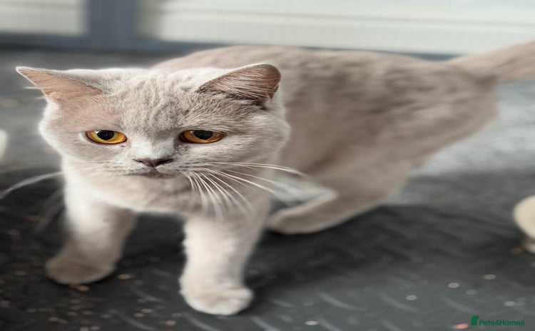 British Shorthair cats - Advert 1
