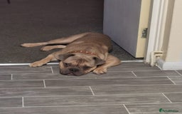 Mixed Breed dogs for sale: Mixed bulldog Hugo - Advert 3