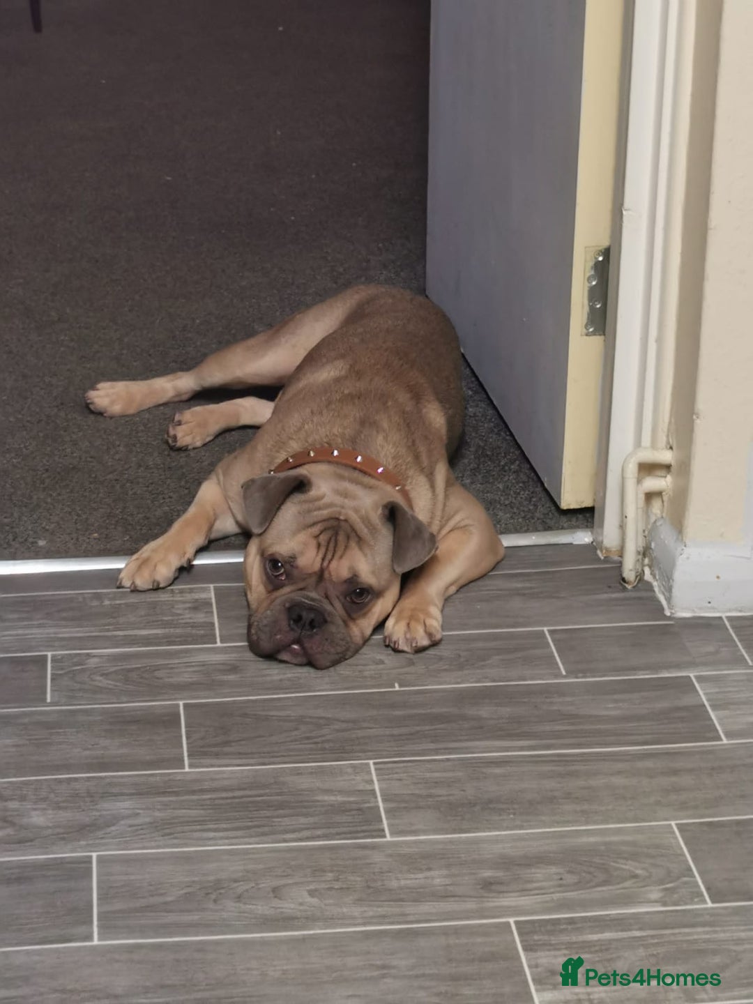 Mixed Breed dogs for sale: Mixed bulldog Hugo - Advert 3