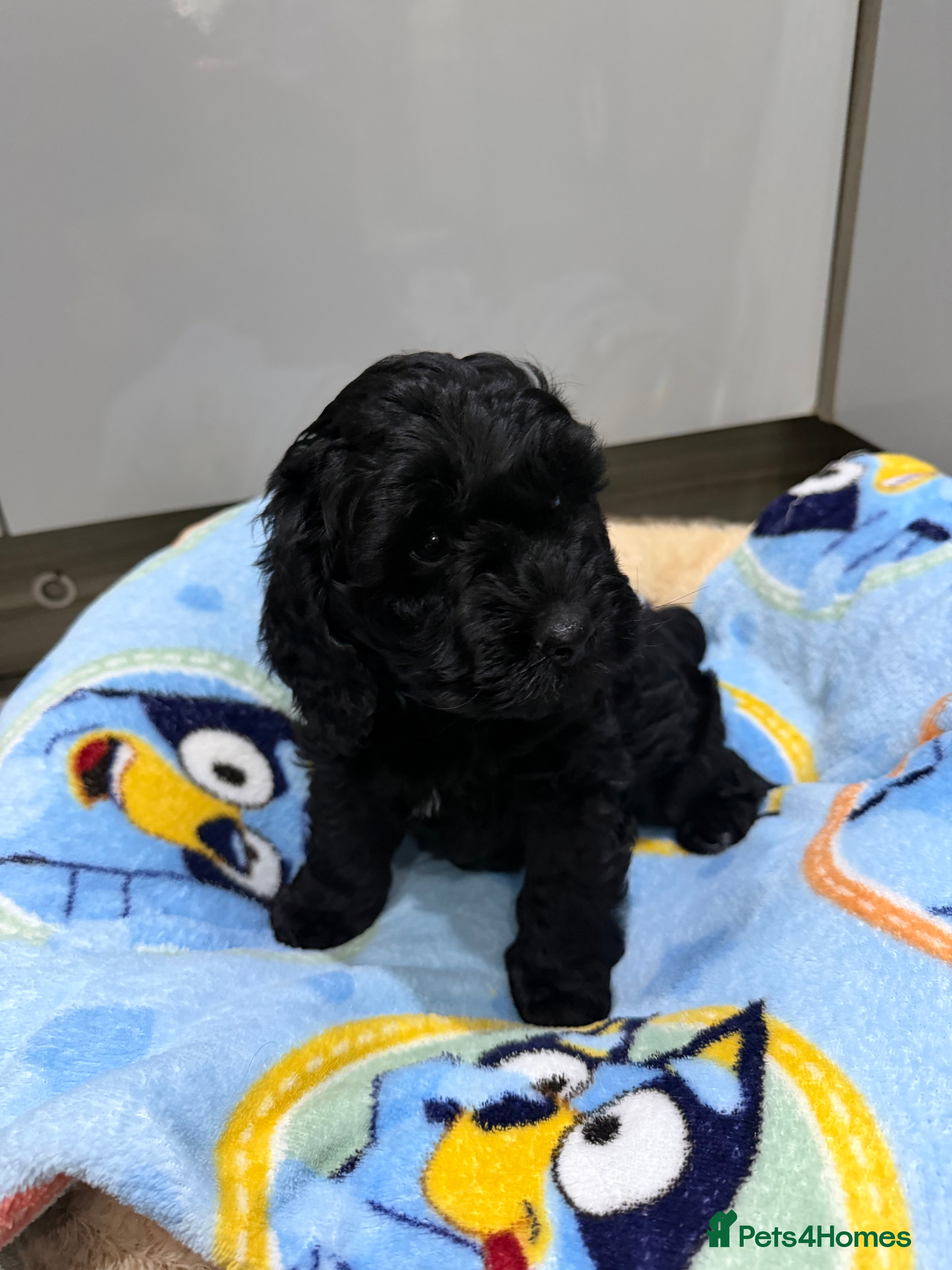 Cockapoo dogs Stunning litter of show cockapoos puppies  - Advert 13