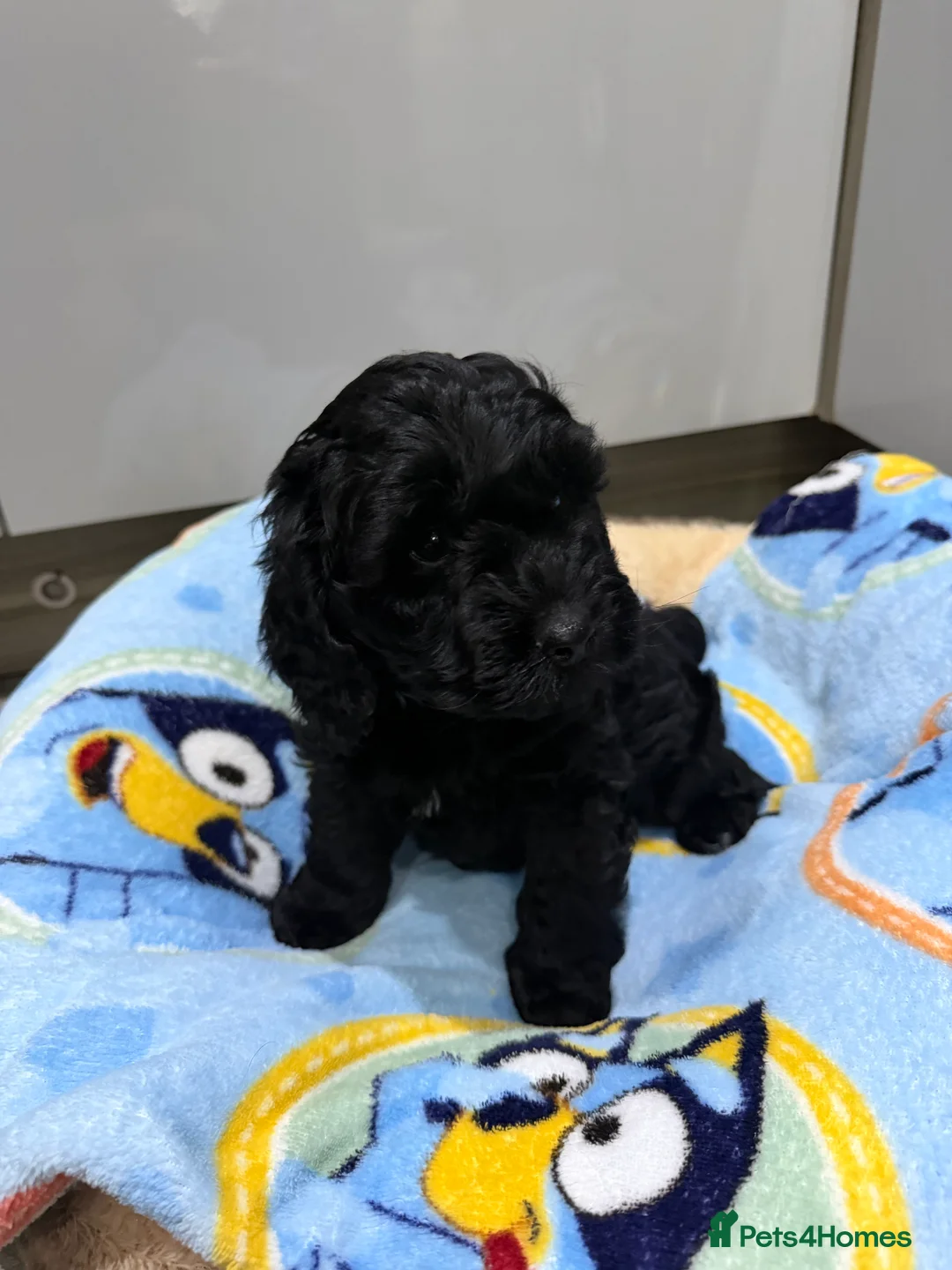 Cockapoo dogs for sale: Stunning litter of show cockapoos puppies  - Advert 2