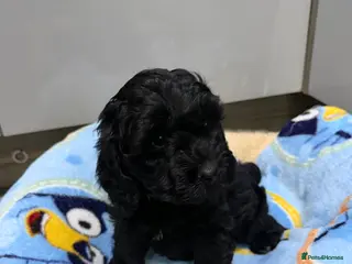 Cockapoo dogs Stunning litter of show cockapoos puppies - Advert 3