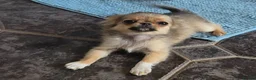Chihuahua dogs for sale: Beautiful long haired chihuahua girl  - Advert 3
