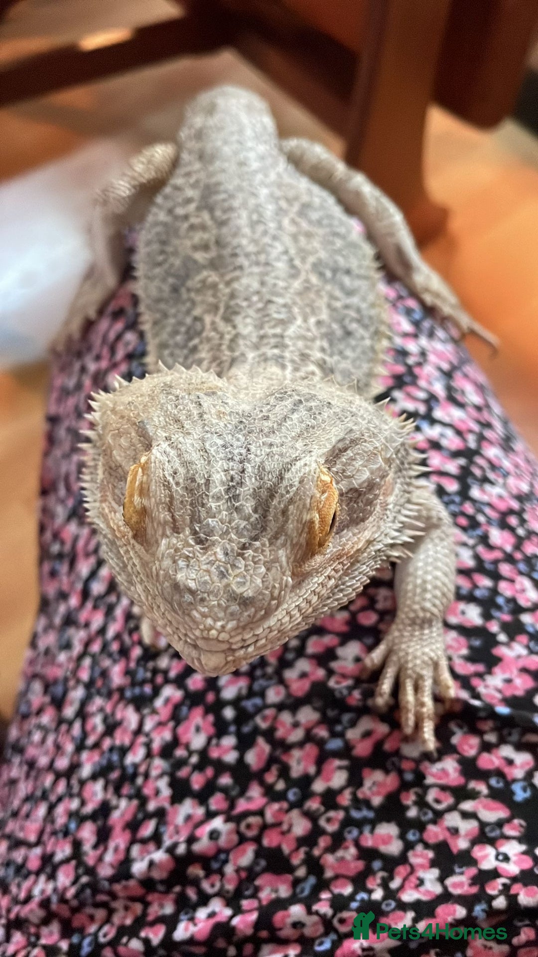 Bearded Dragon reptiles for sale: Male Bearded Dragon - rehome  - Advert 2