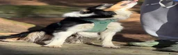 Border Collie dogs for sale: Border collie - male  in Sheffield - Advert 7