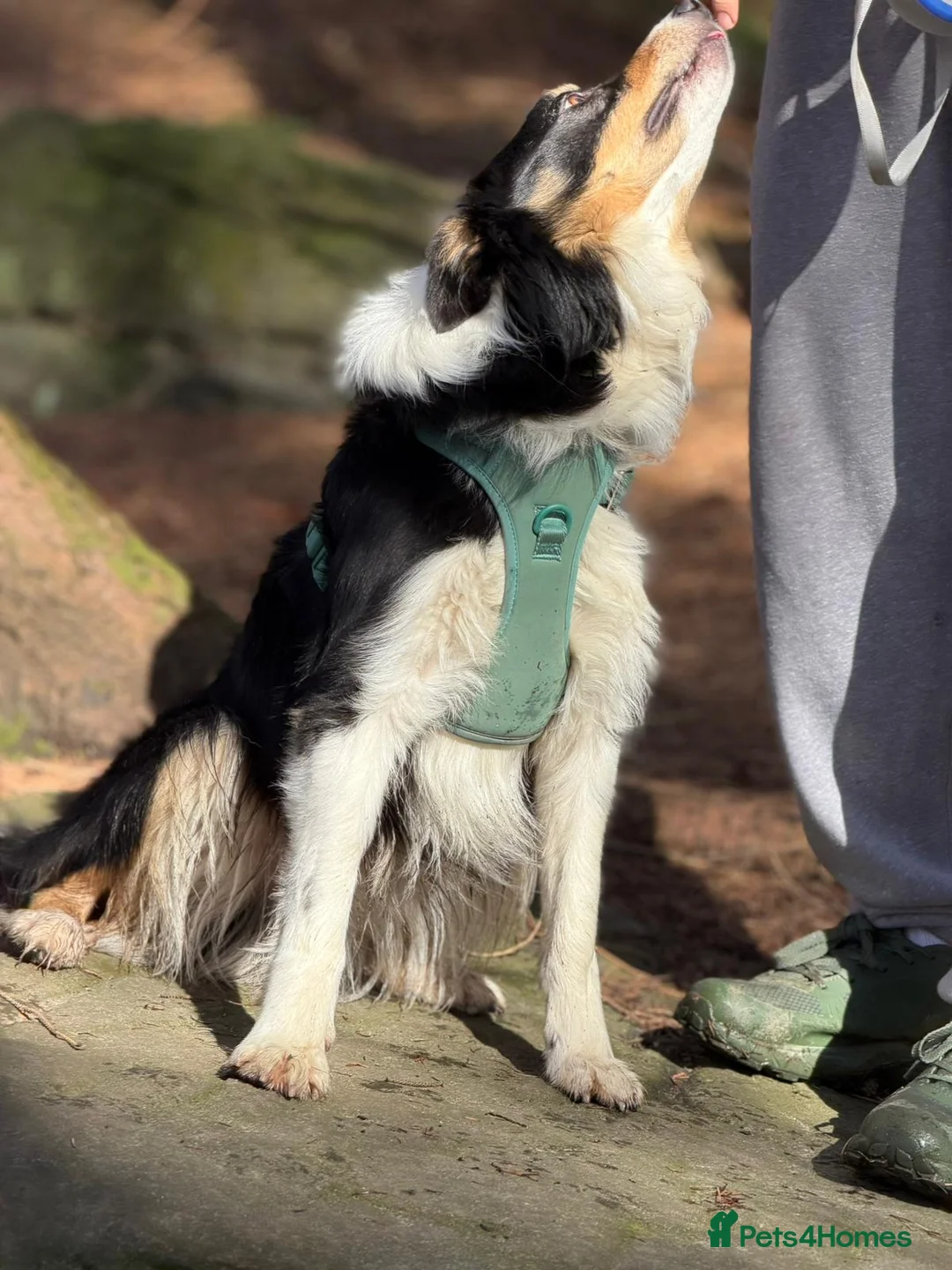 Border Collie dogs for sale: Border collie - male  in Sheffield - Advert 7