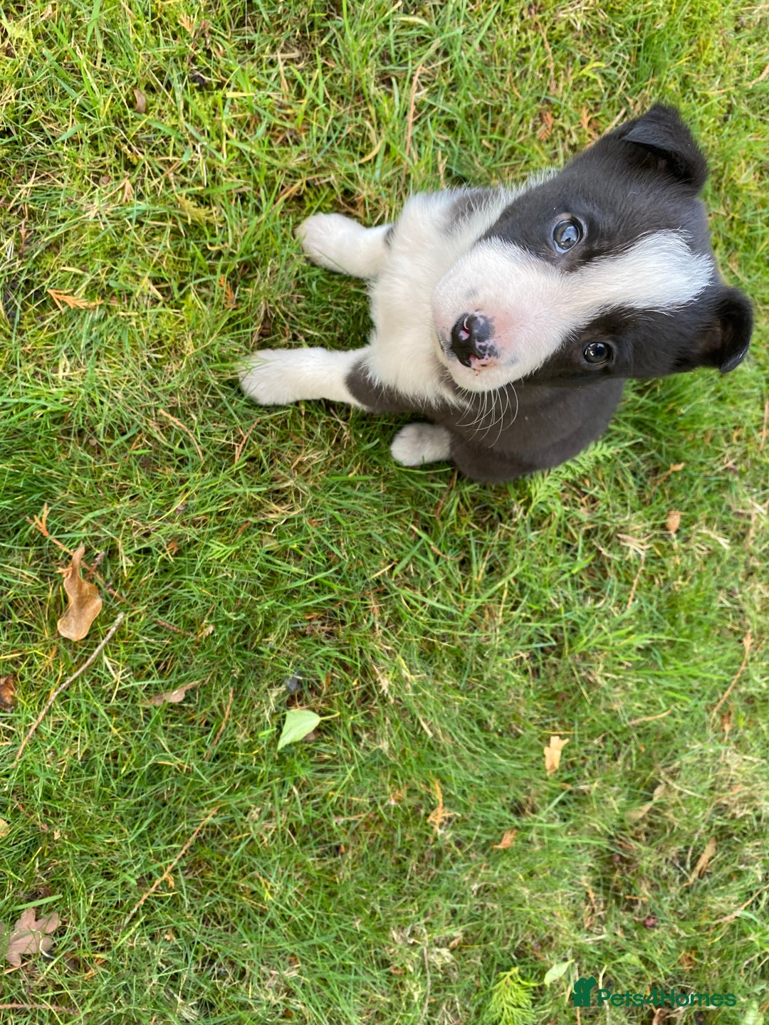 Border Collie dogs for sale: Gorgeous border collie female pup!  - Advert 5