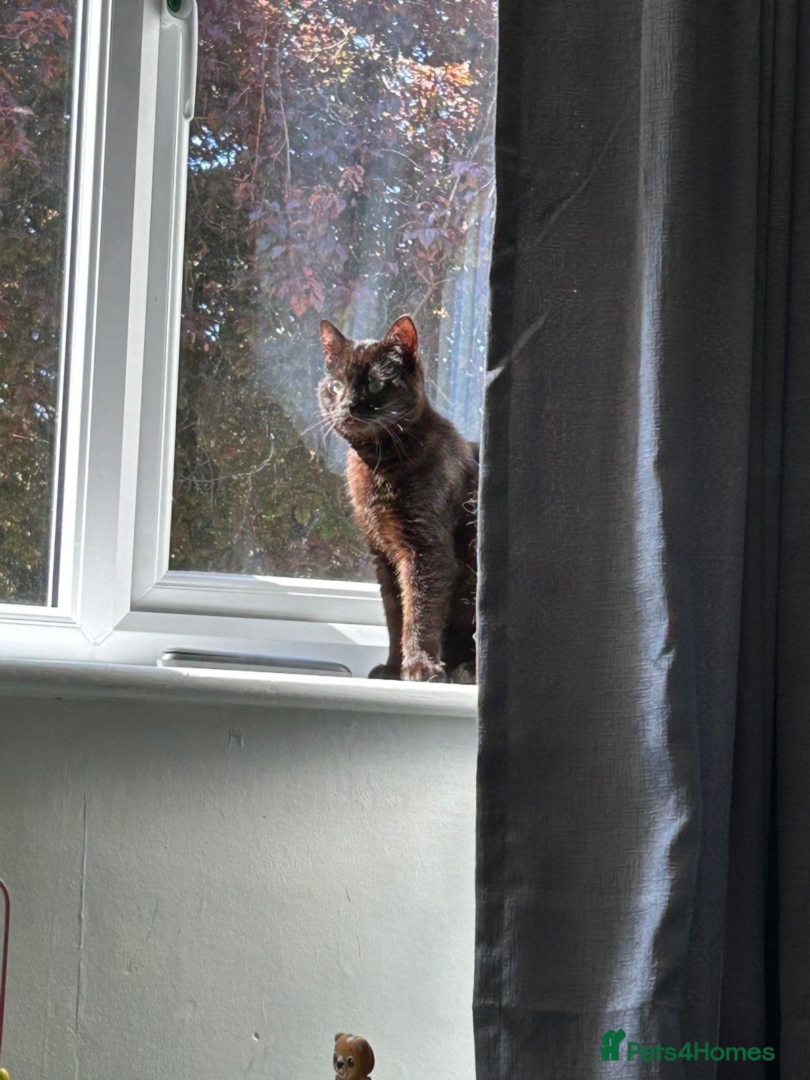 Mixed Breed cats Black/brown polydactyl kitten. - Advert 1