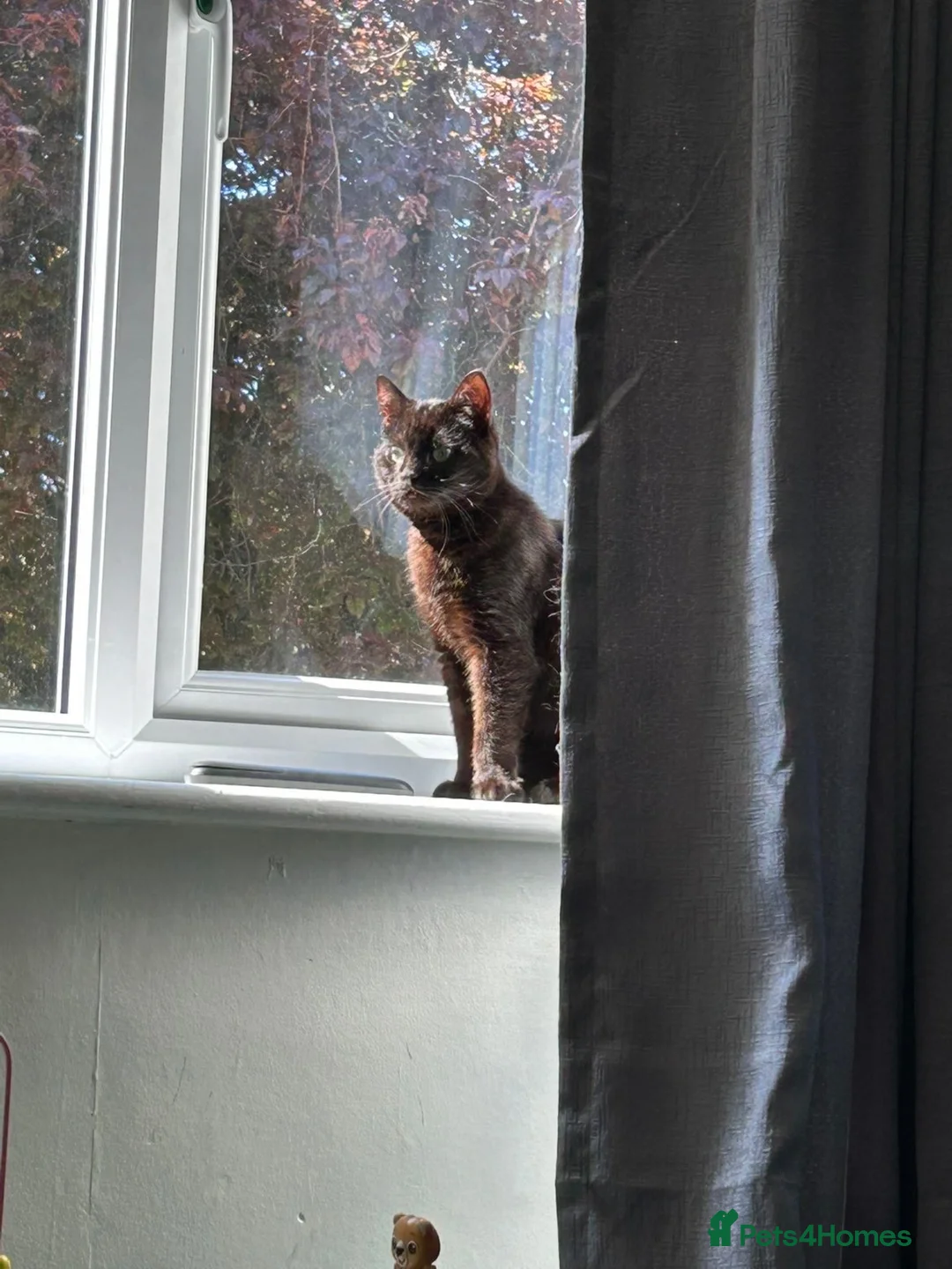 Mixed Breed cats for sale: Black/brown polydactyl kitten. - Advert 1