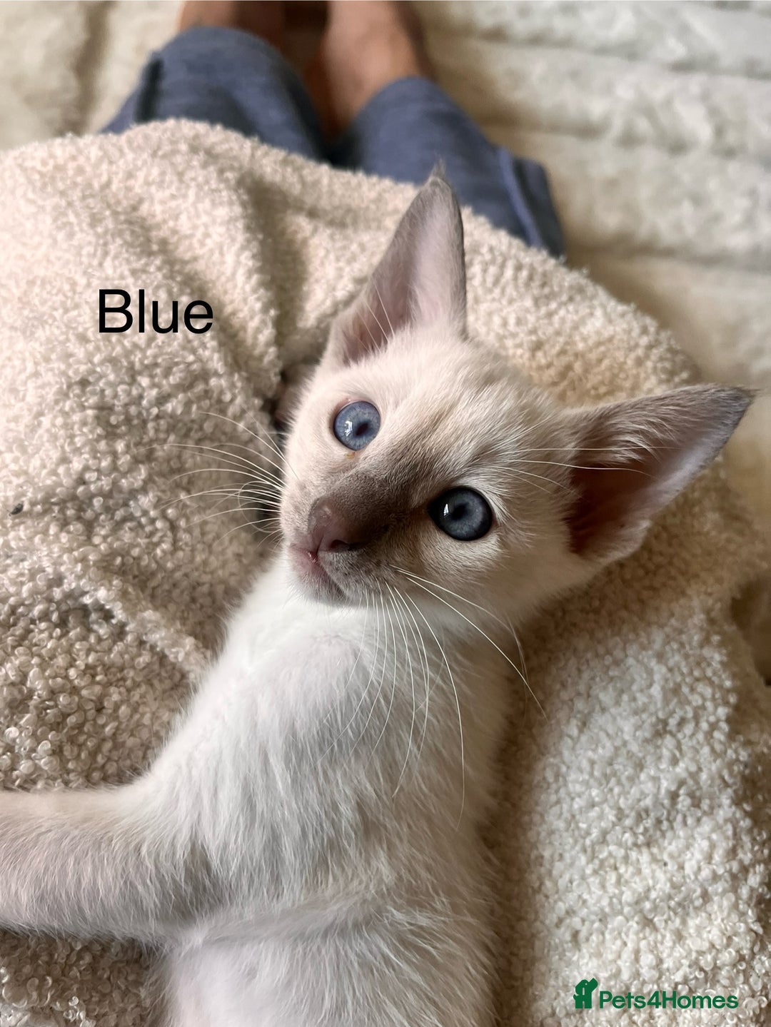 Siamese cats for sale: Human Toilet Trained! Exquisite Siamese Kittens - Image 27