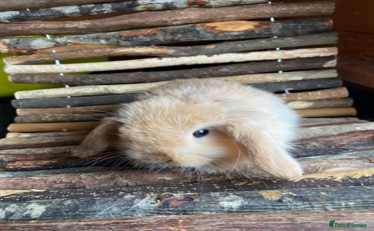 Mini Lop rabbits - Advert 2