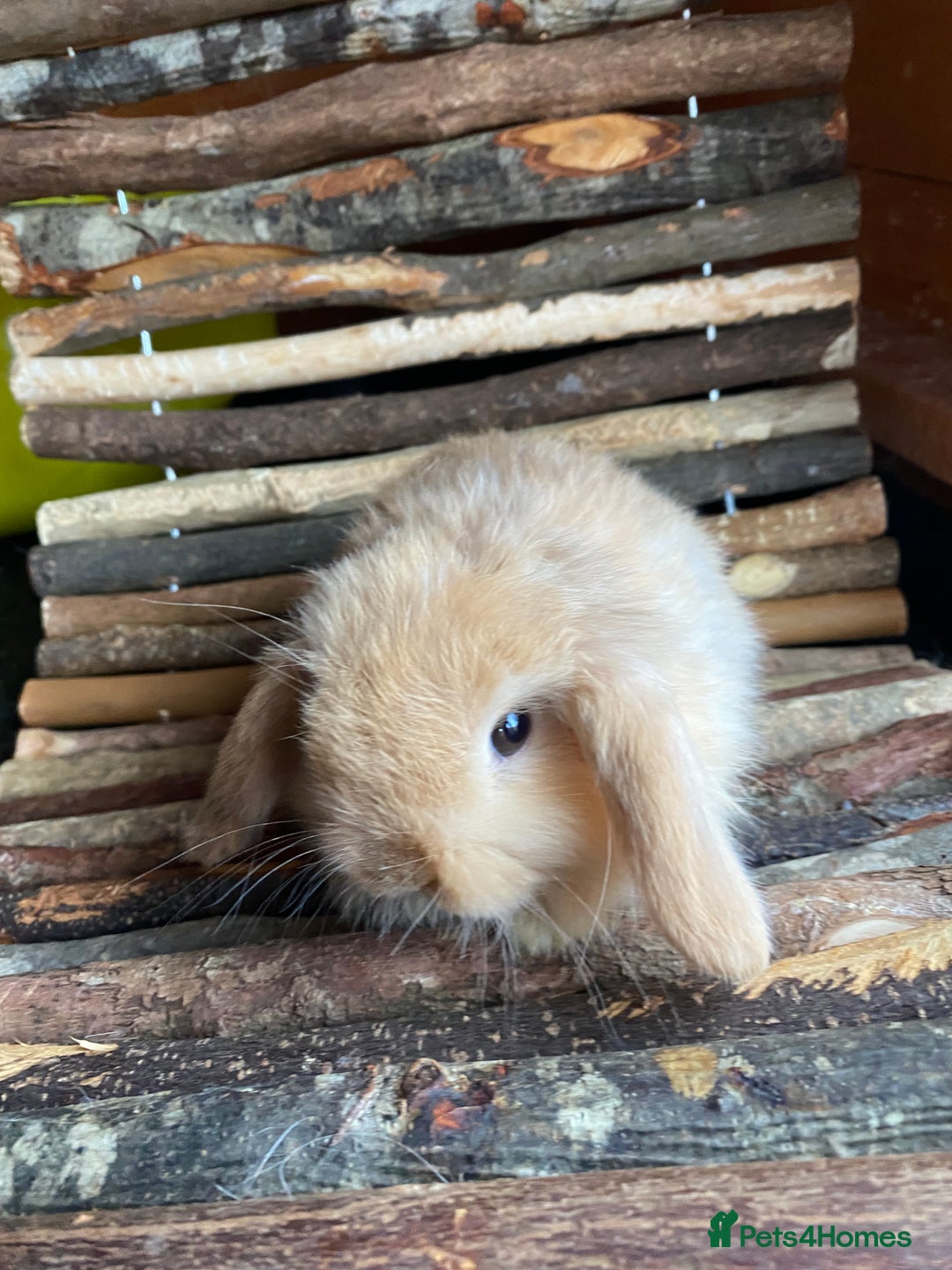 Mini Lop rabbits for sale: Mini lop rabbits - Image 1