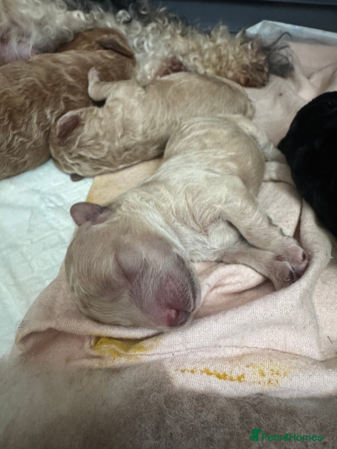 Mixed Breed dogs for sale: Beautiful Miniature Cockapoo - Image 4