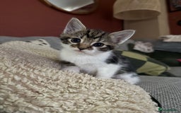 Mixed Breed cats for sale: 5 kittens for sale beautiful tabby and markings - Image 5