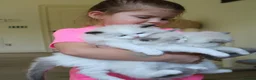 Ragdoll cats for sale: beautiful purebred Ragdoll kittens - Advert 8