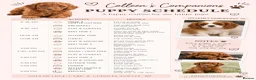 Cavalier King Charles Spaniel dogs for sale: Waiting list KC & extensively Health tested - Advert 2
