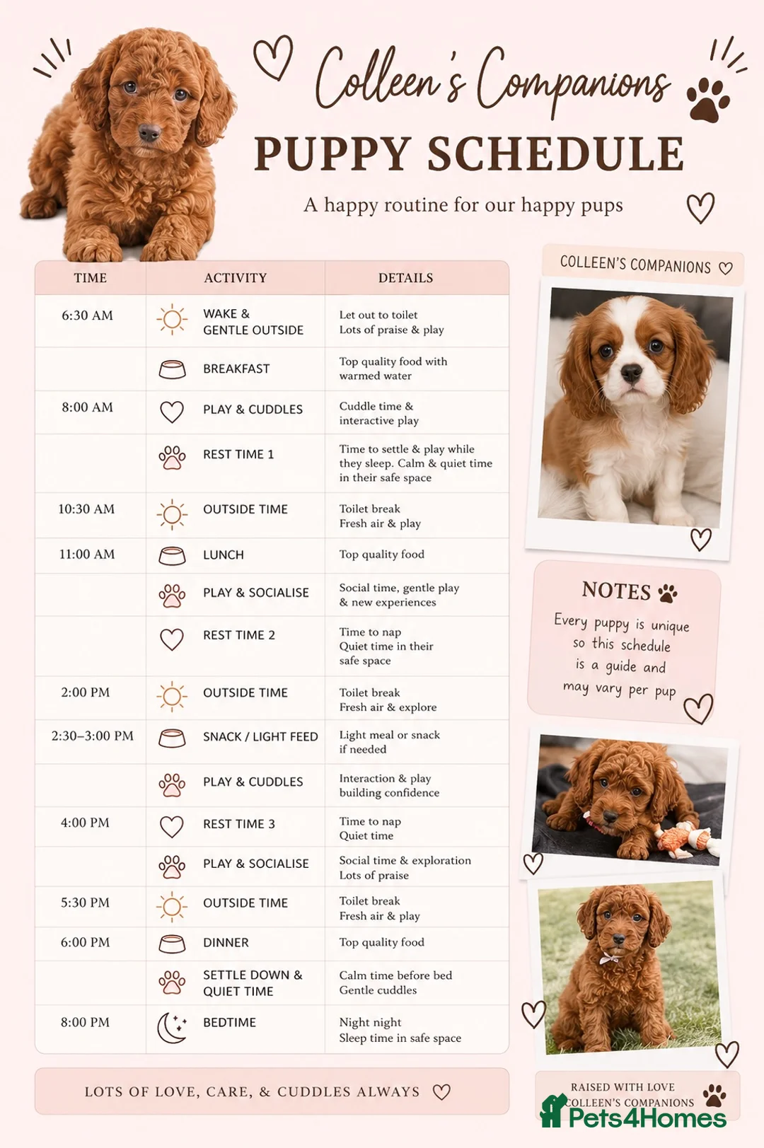 Cavalier King Charles Spaniel dogs for sale: Waiting list KC & extensively Health tested - Advert 2