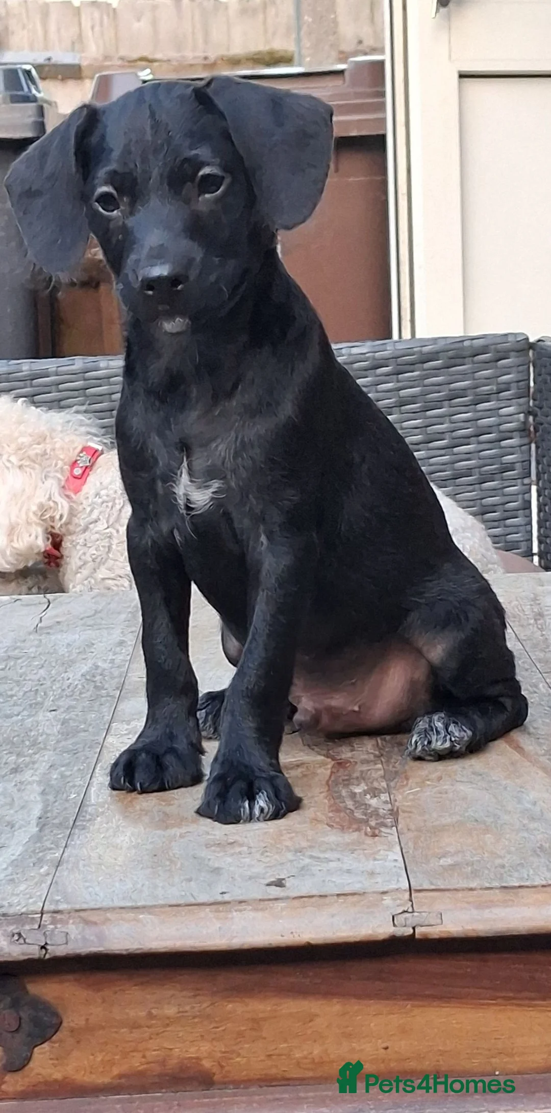Chipoo dogs for sale: LAST BOY REMAINING.miniature poodle x - Advert 1