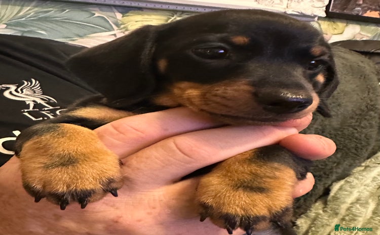 Miniature Dachshund dogs - Advert 1