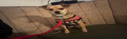 Mixed Breed dogs for adoption: Perfect Precious - Advert 5