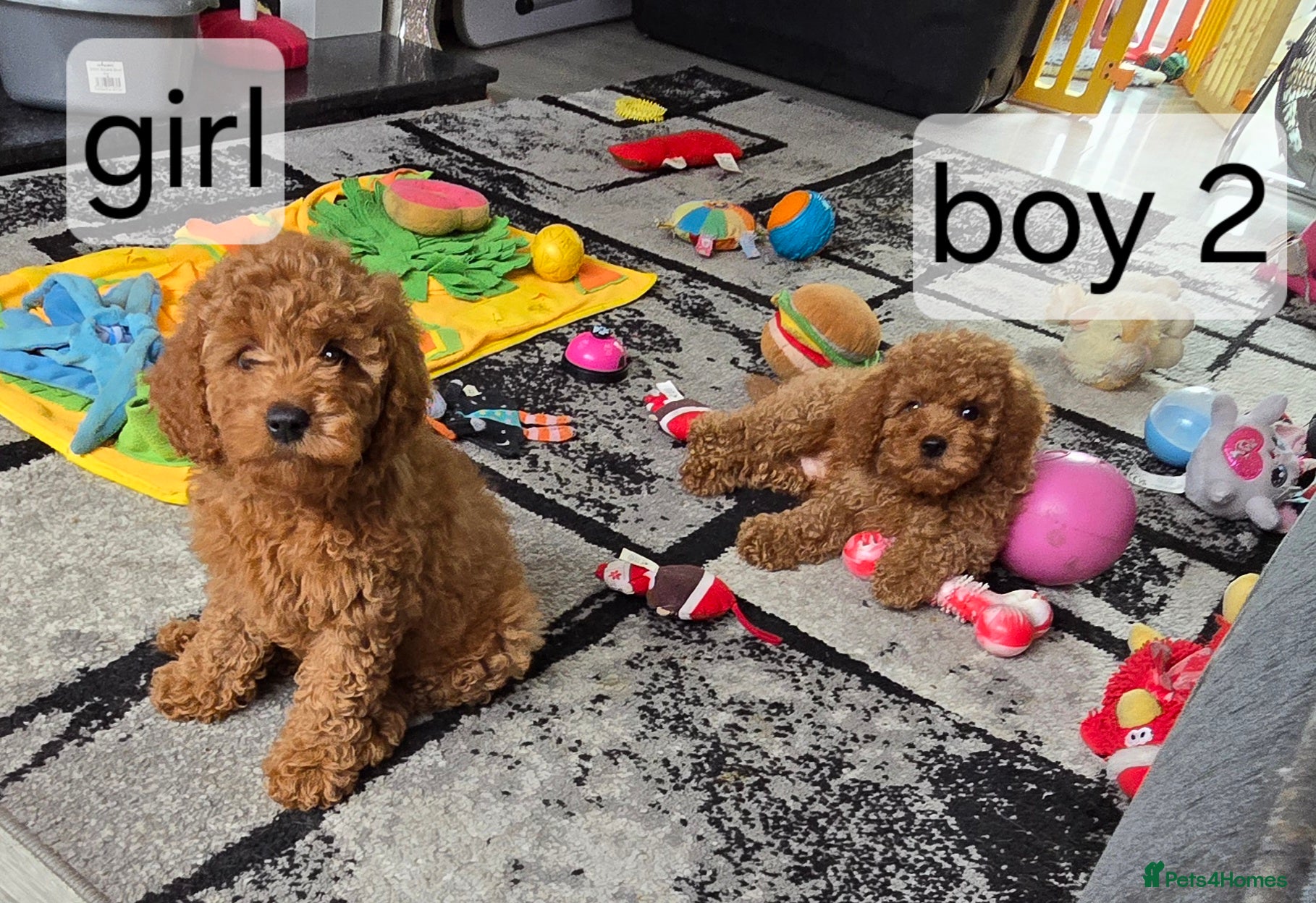 Cavapoo dogs 5 cavapoo pups ready to leave  - Advert 2