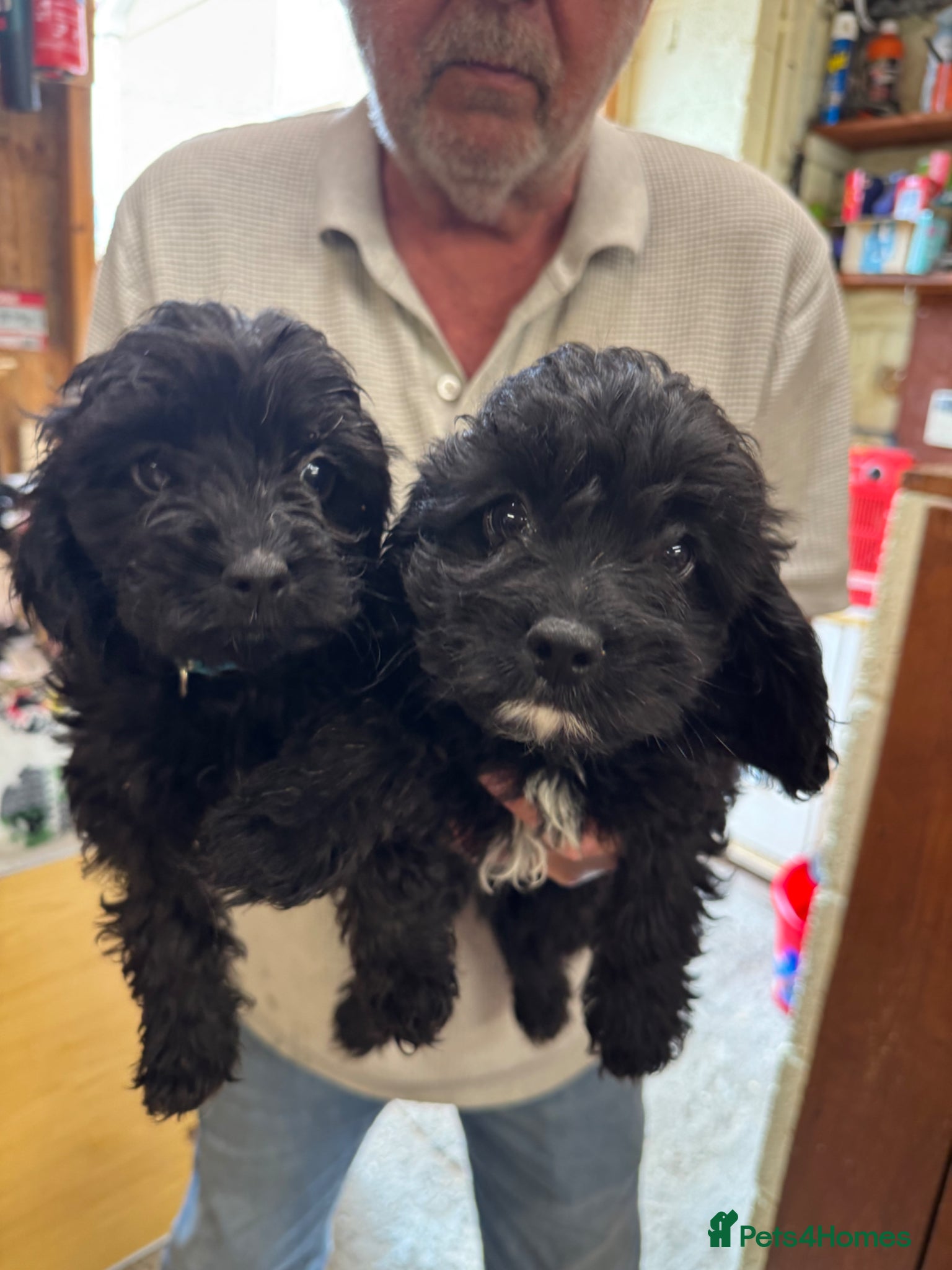 Cavapoo dogs Beautiful Cavapoo puppies - Advert 1