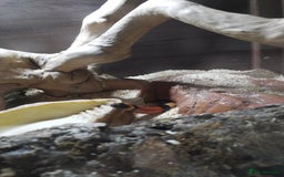 Milk Snake reptiles for sale: Apricot pueblan milk snake  - Image 7