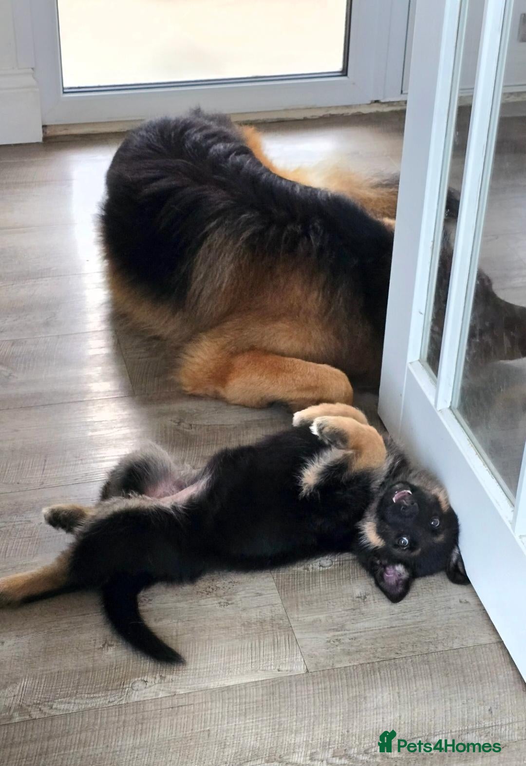 German Shepherd dogs  BEAUTIFUL GERMAN SHEPHERD PUPPIES - Advert 2