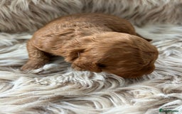 Cockapoo dogs for sale: Cockapoo puppies  - Advert 9