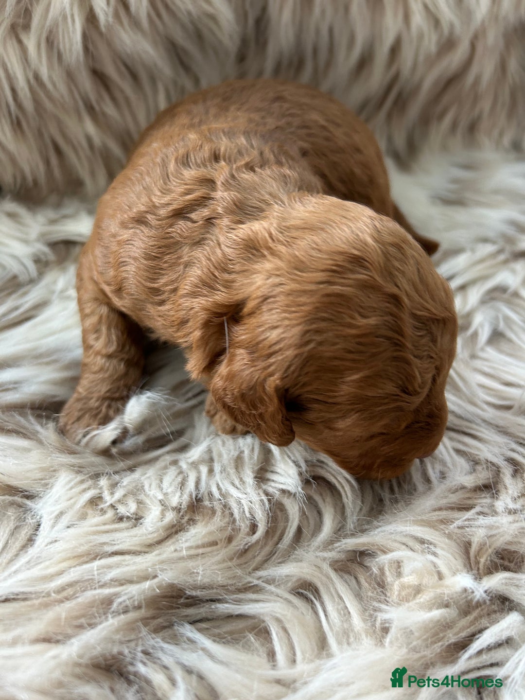 Cockapoo dogs for sale: Cockapoo puppies  - Advert 9