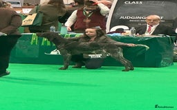 German Shorthaired Pointer dogs for stud: KC registered GSP for stud  - Image 4