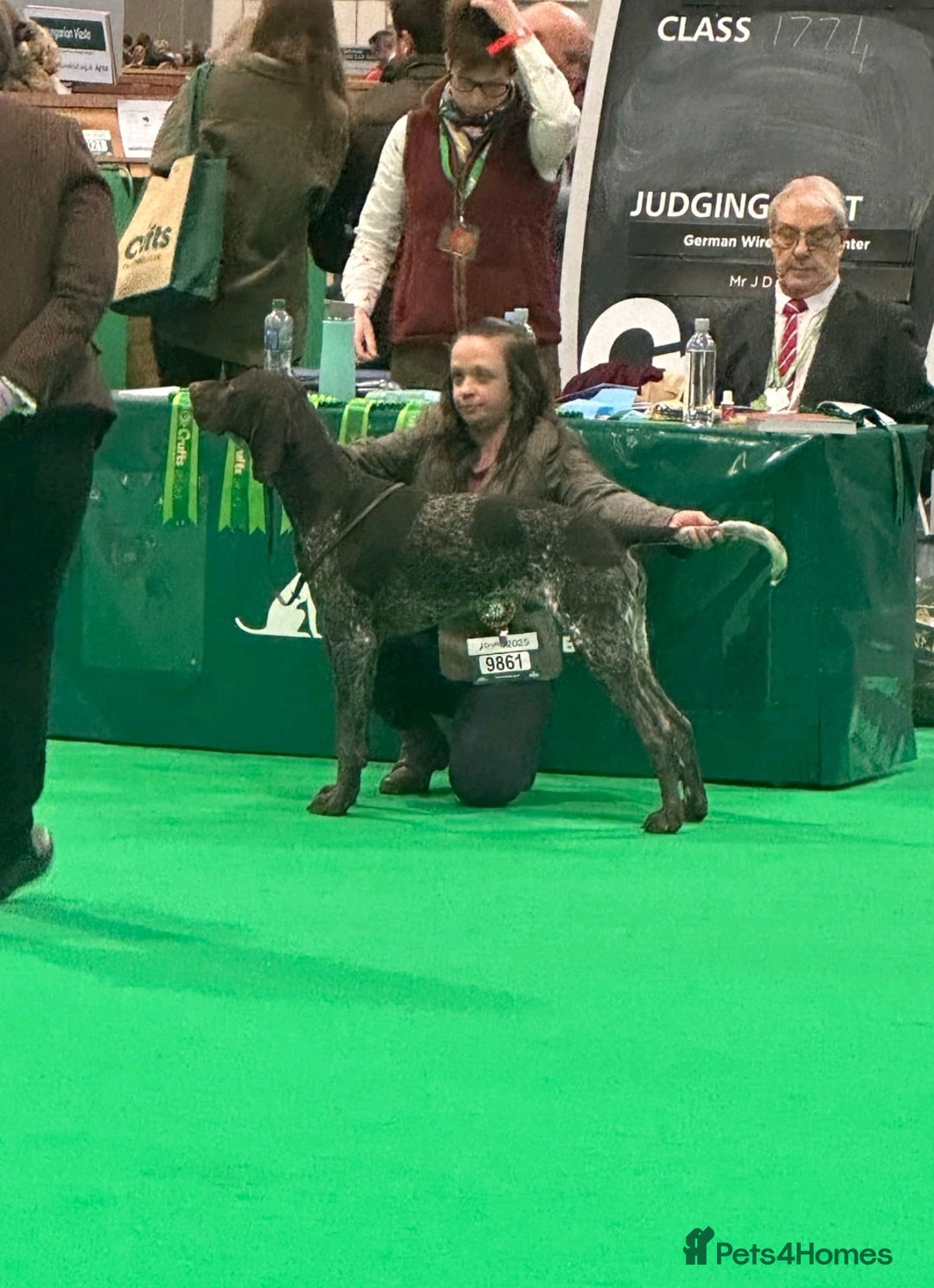 German Shorthaired Pointer dogs for stud: KC registered GSP for stud  - Image 4