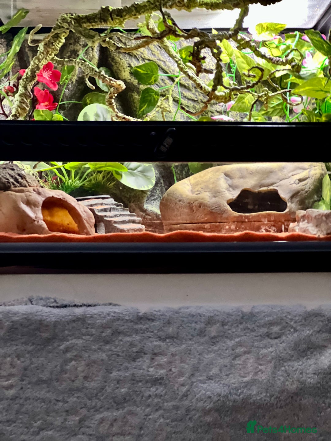 Leopard Gecko reptiles for sale: Leopard gecko & full set up exo terra 45x45x30cm.  - Image 7