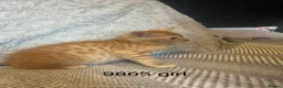 Mixed Breed cats for sale: Ginger Kittens  - Advert 4