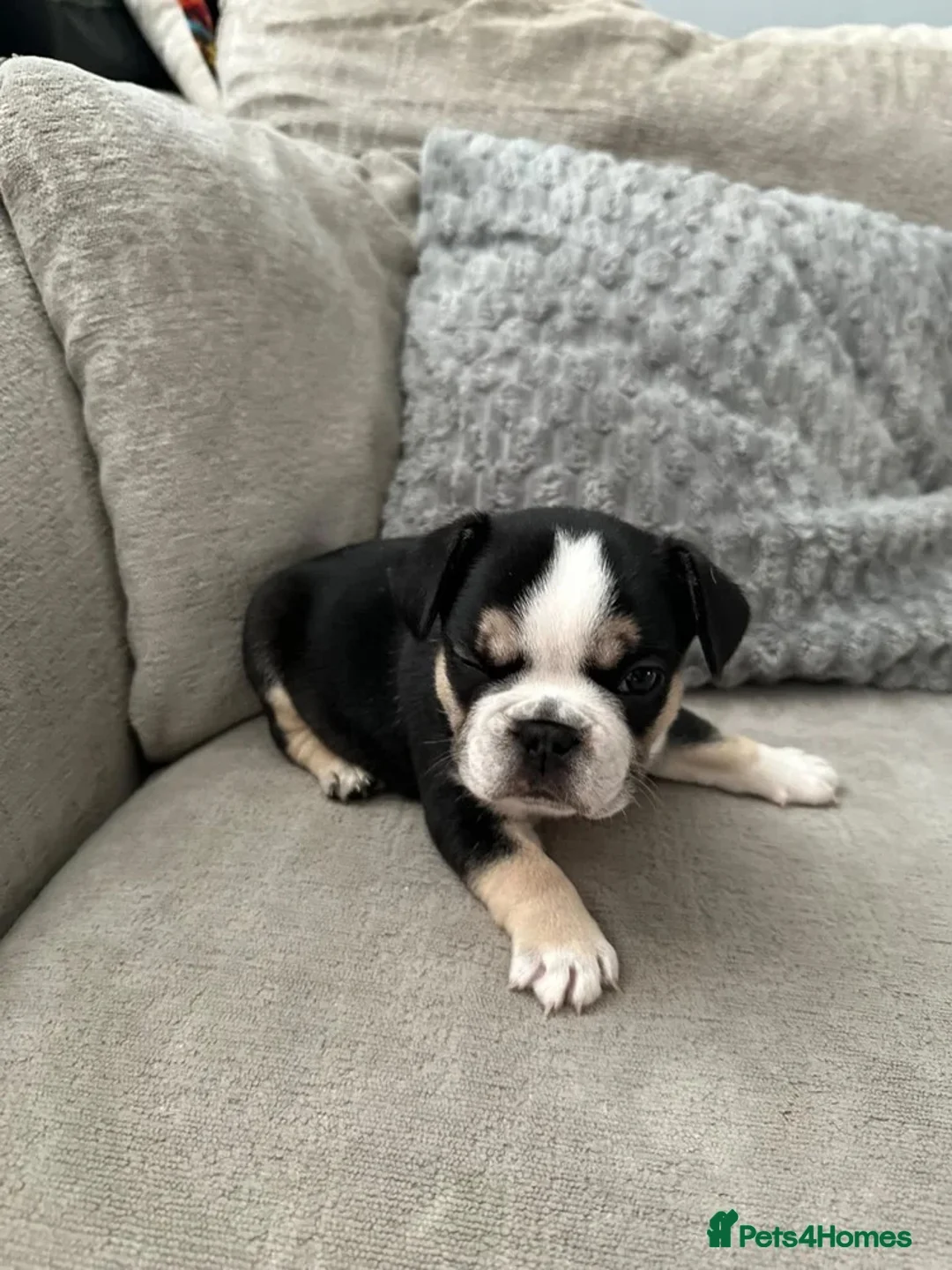 French Bulldog dogs for sale: Beautiful French bulldog boy - Advert 6