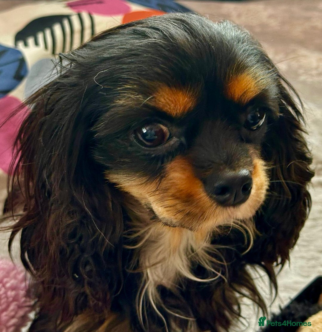 Cavalier King Charles Spaniel dogs for adoption: Button’s Story: From Despair to Love - Image 16