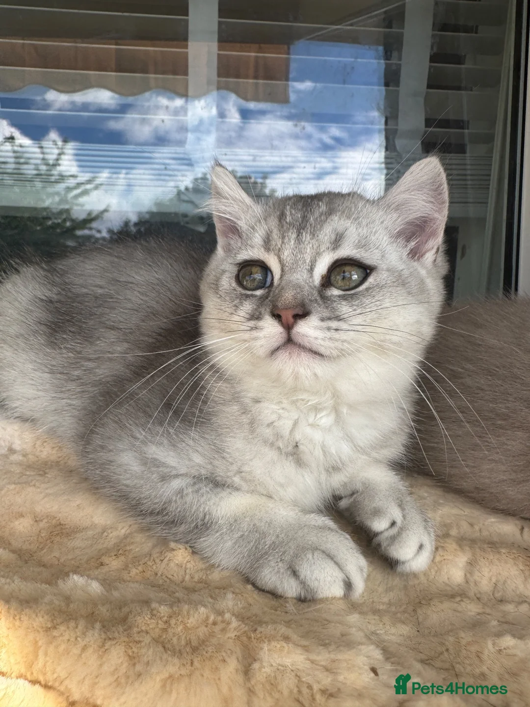 Scottish Fold cats for sale: Scottish Straight ears Kittens available  - Advert 40